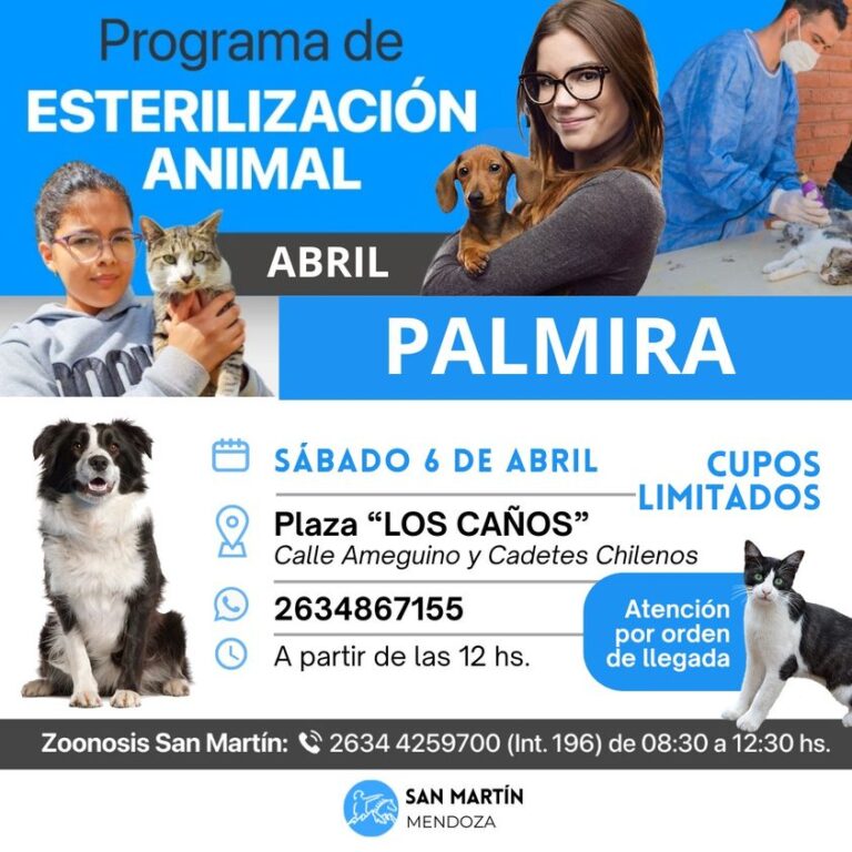 mascotas