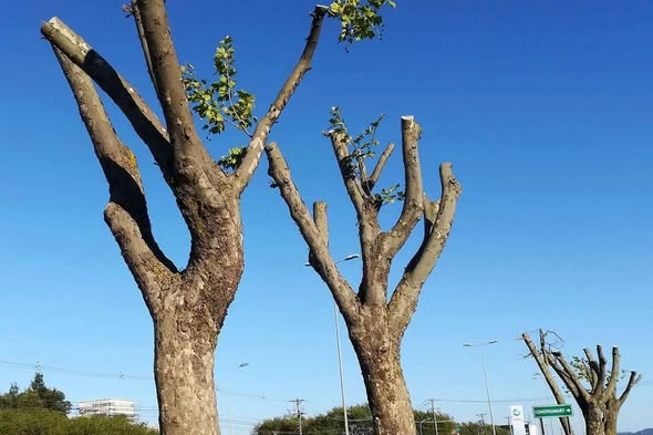 ARBOL